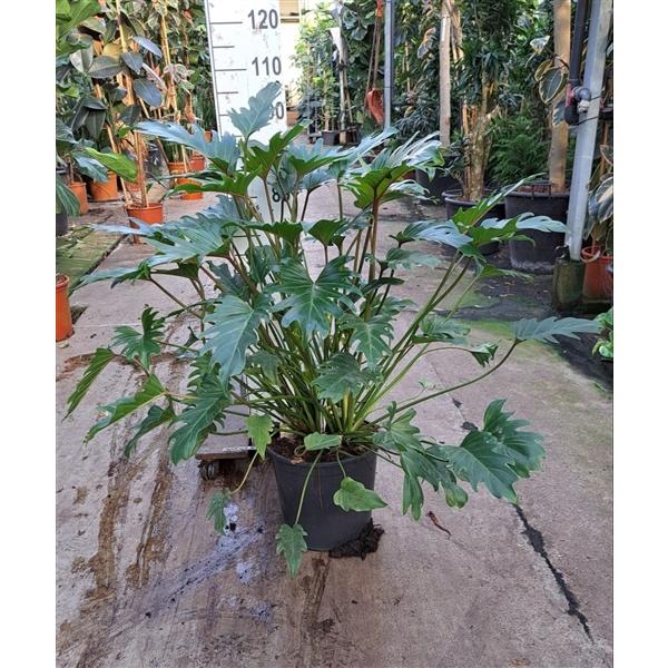 Горшечные цветы и растения оптом Philodendron Xanadu от 1шт из Голландии с доставкой по России