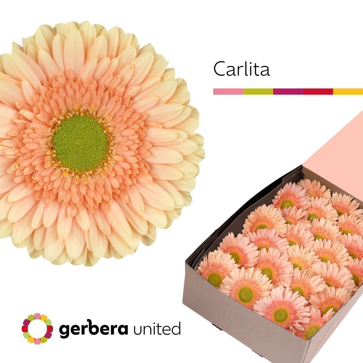 Срезанные цветы оптом Gerbera carlita от 25шт из Голландии с доставкой по России