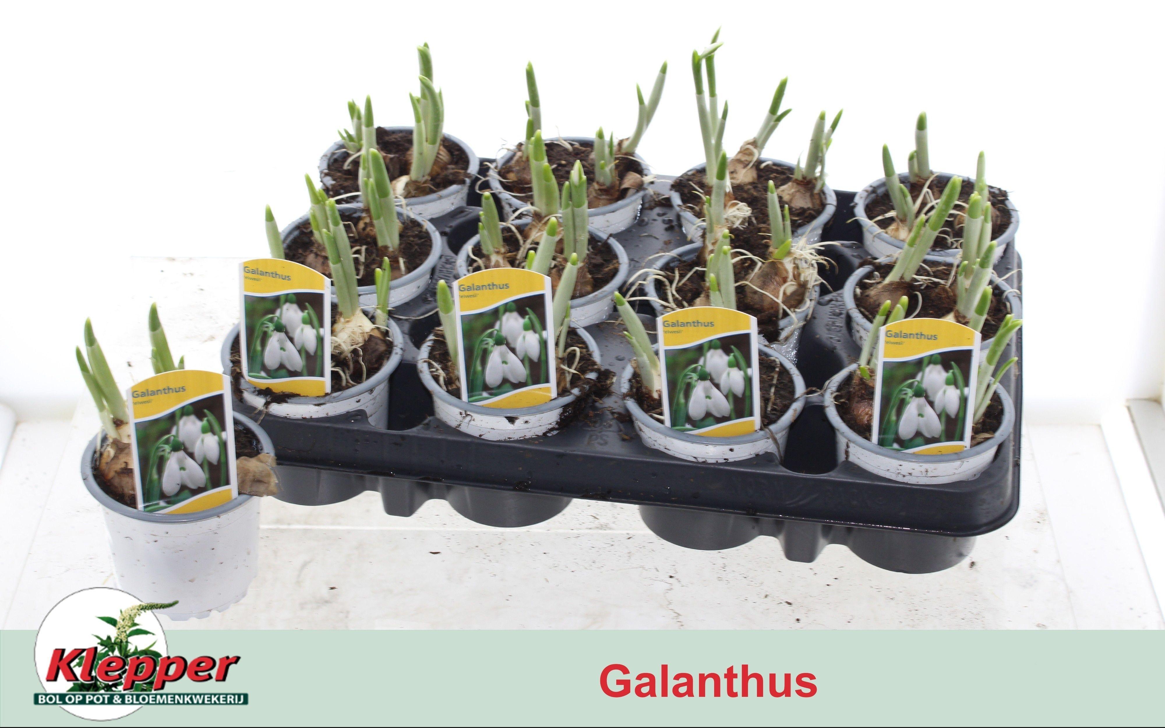 Горшечные цветы и растения оптом Galanthus Niv In Pot от 12шт (для телеги) из Голландии с доставкой по России