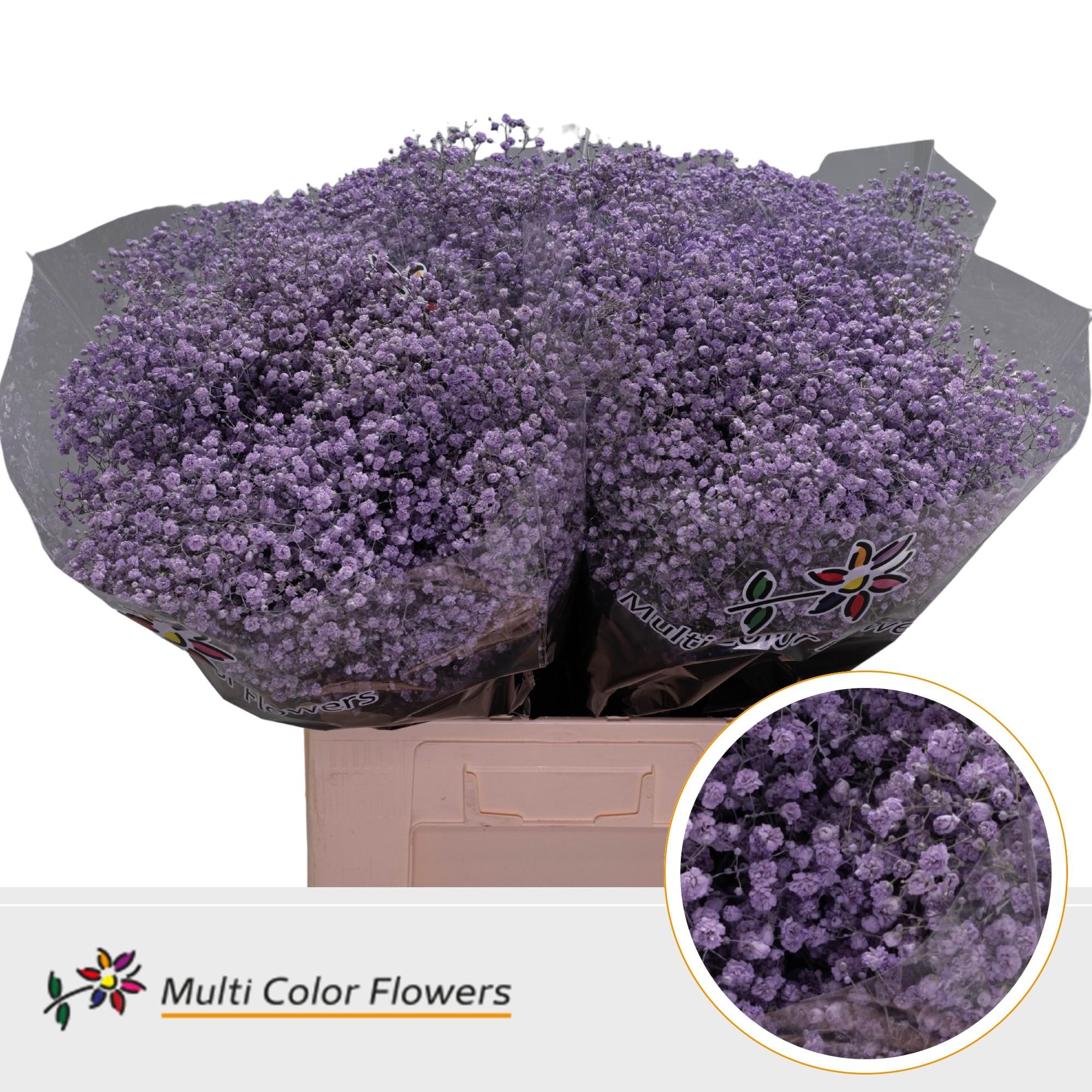 Срезанные цветы оптом Gyps large paint milka от 100шт. из Голландии с доставкой по России