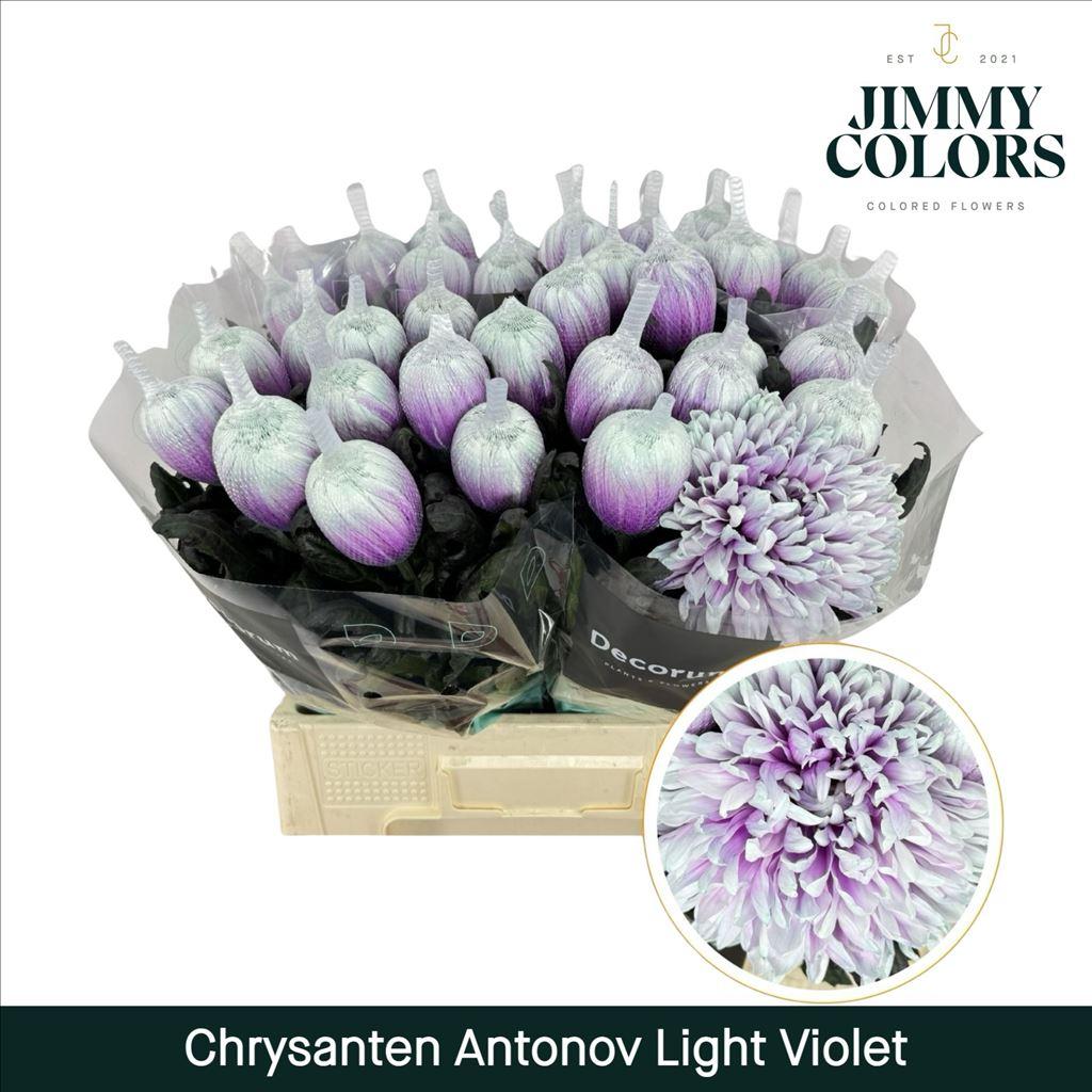 Срезанные цветы оптом Chrys bl paint antonov violet light от 40шт из Голландии с доставкой по России