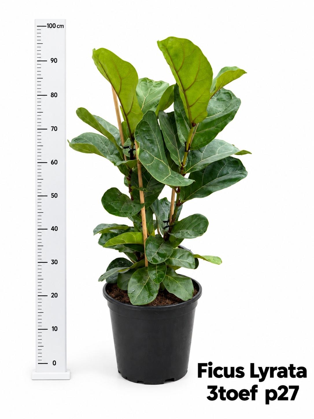 Горшечные цветы и растения оптом Ficus Lyrata Bambino от 1шт из Голландии с доставкой по России