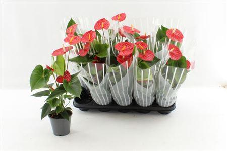 Горшечные цветы и растения оптом ** Anthu An Esudo 3+ * Spring Deal* от 10шт из Голландии с доставкой по России