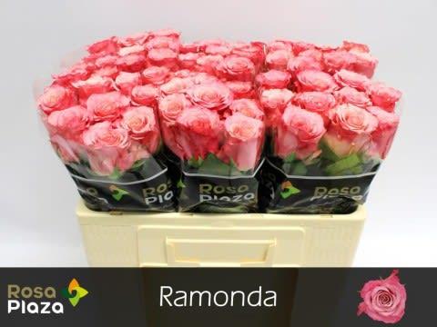 Срезанные цветы оптом Rosa large ramondo от 60шт из Голландии с доставкой по России
