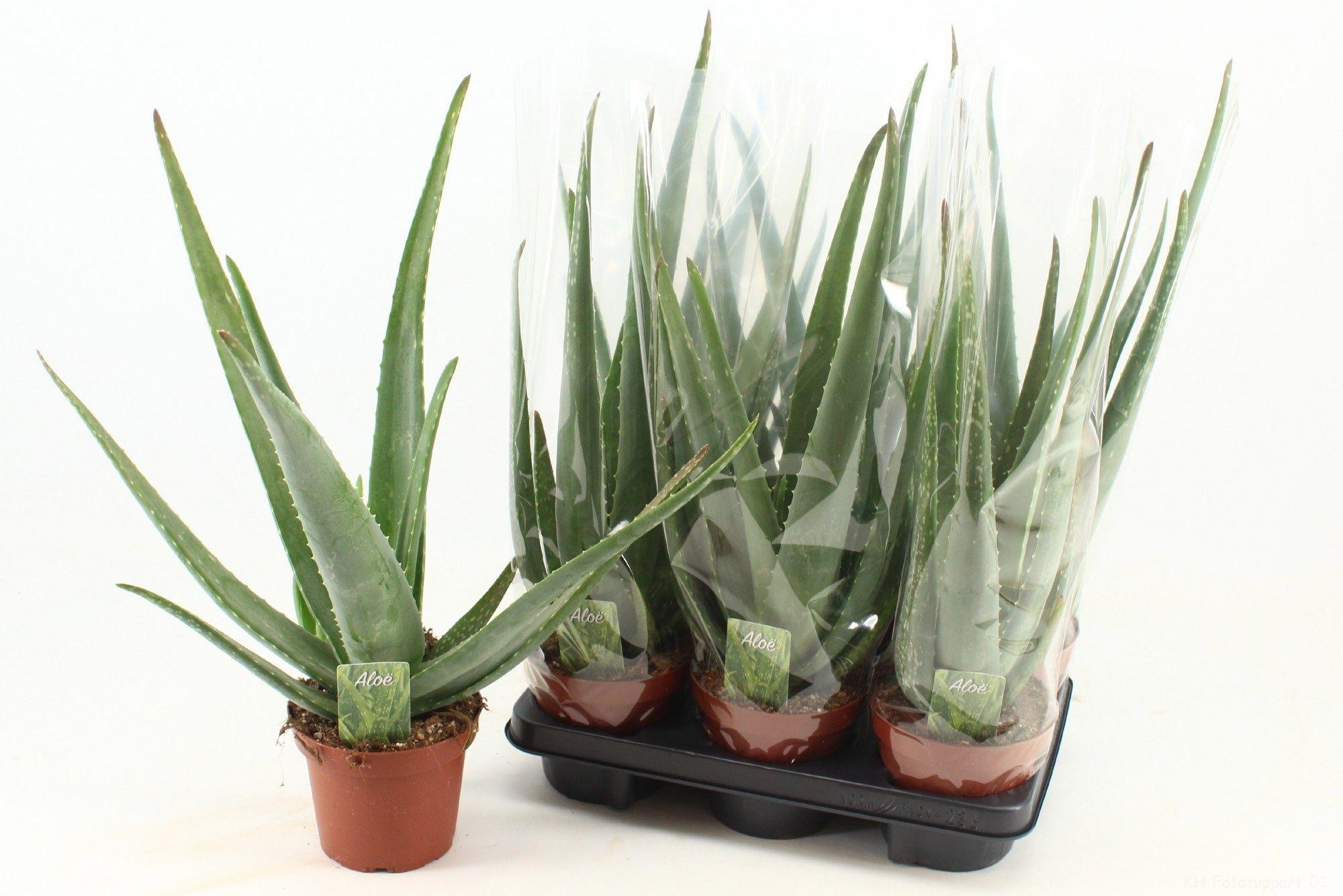 Горшечные цветы и растения оптом Aloe Vera от 6шт из Голландии с доставкой по России