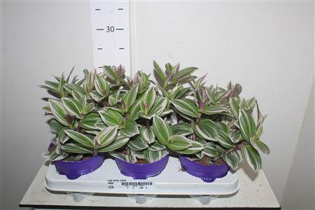 Горшечные цветы и растения оптом Trad White Clone от 6шт из Голландии с доставкой по России