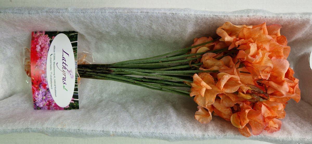 Срезанные цветы оптом Lathyrus paint orange magic от 50шт из Голландии с доставкой по России