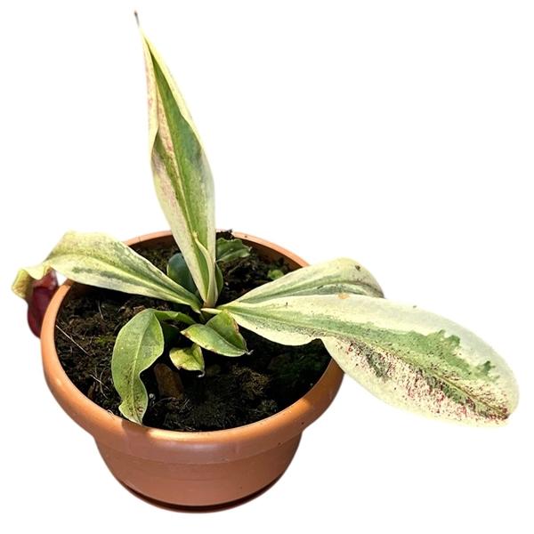 Горшечные цветы и растения оптом Nepenthes Viking X Ampullaria Variegata от 1шт из Голландии с доставкой по России Горшечные цветы и растения оптом Nepenthes Viking X Ampullaria Variegata от 1шт из Голландии с доставкой по России