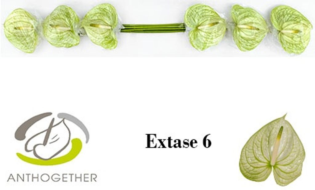 Срезанные цветы оптом Anthurium extase от 40шт. из Голландии с доставкой по России