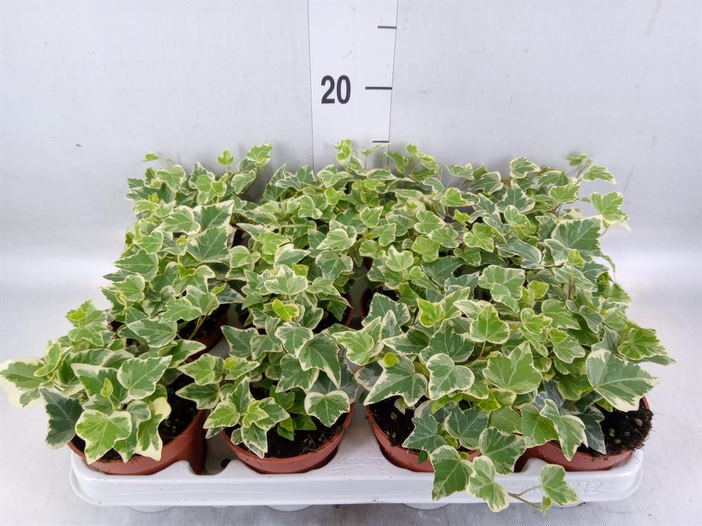 Горшечные цветы и растения оптом Hedera   ...variegated от 12шт (для телеги) из Голландии с доставкой по России