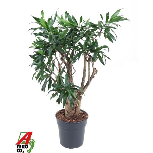 Горшечные цветы и растения оптом Drac Reflexa Branched от 1шт из Голландии с доставкой по России