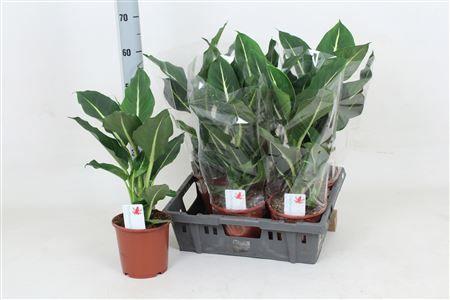 Горшечные цветы и растения оптом Dieffenbachia Green Magic от 6шт из Голландии с доставкой по России