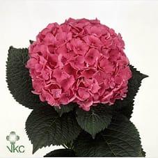 Срезанные цветы оптом Hydrangea glowing alps от 10шт из Голландии с доставкой по России