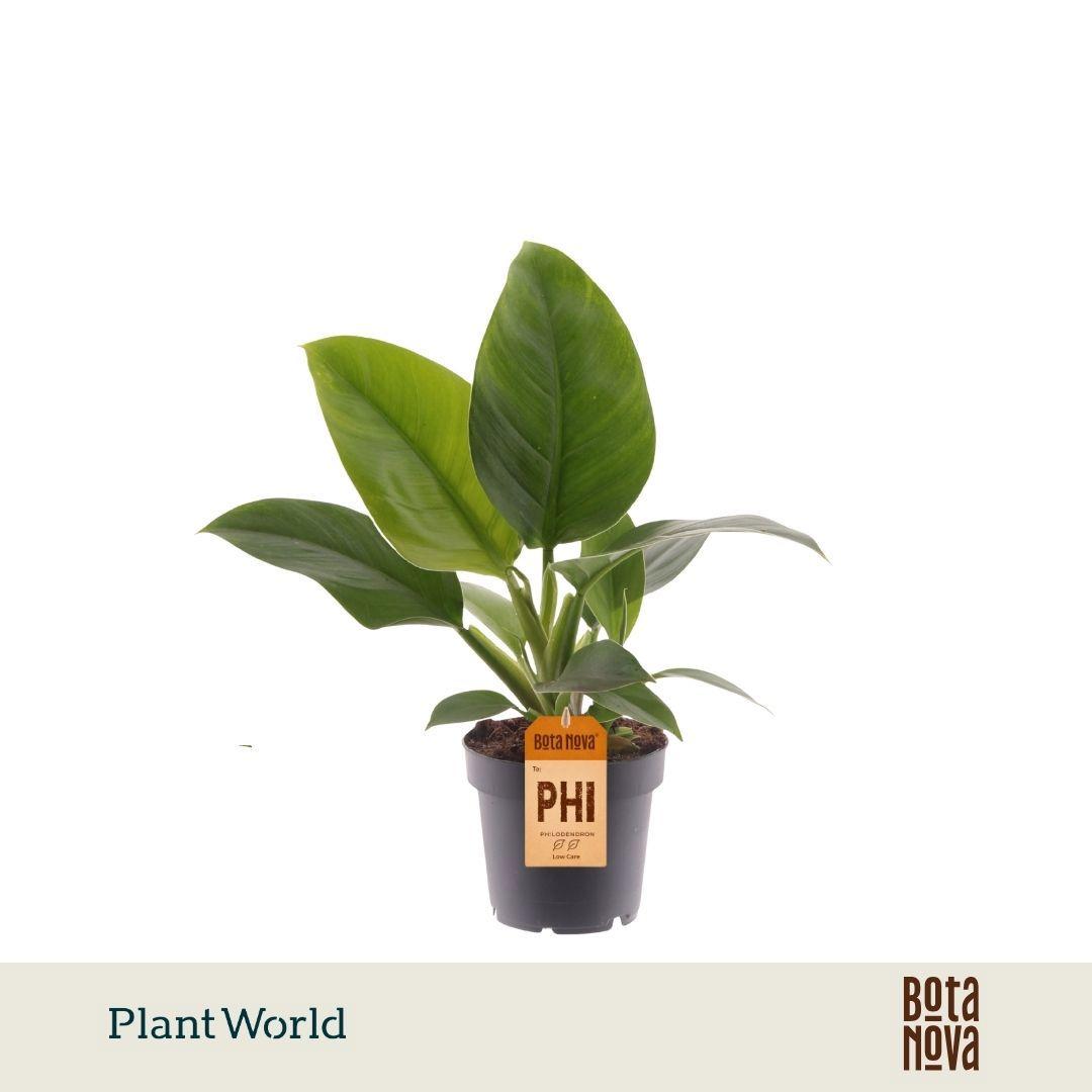 Горшечные цветы и растения оптом Philodendron Imperial Green от 10шт из Голландии с доставкой по России