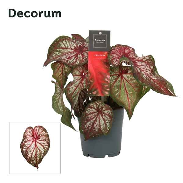 Горшечные цветы и растения оптом Caladium Bicolor (decorum) от 10шт из Голландии с доставкой по России