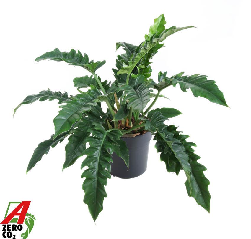 Горшечные цветы и растения оптом Philodendron Narrow от 1шт из Голландии с доставкой по России