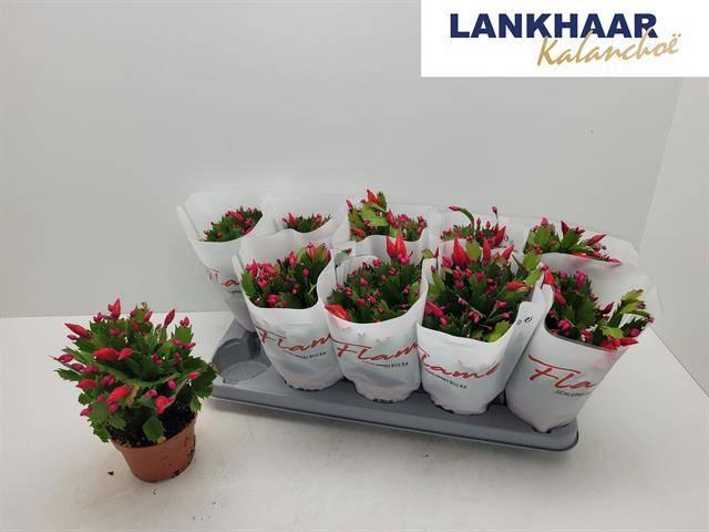 Горшечные цветы и растения оптом Schlumb Flame Red от 10шт из Голландии с доставкой по России