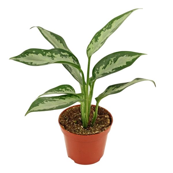 Горшечные цветы и растения оптом Aglaonema Jubilee Compacta от 18шт из Голландии с доставкой по России