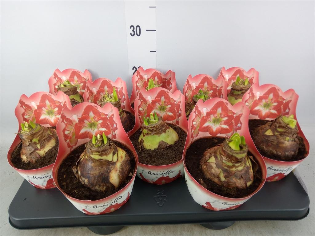 Горшечные цветы и растения оптом Hippeastrum   ... от 10шт из Голландии с доставкой по России