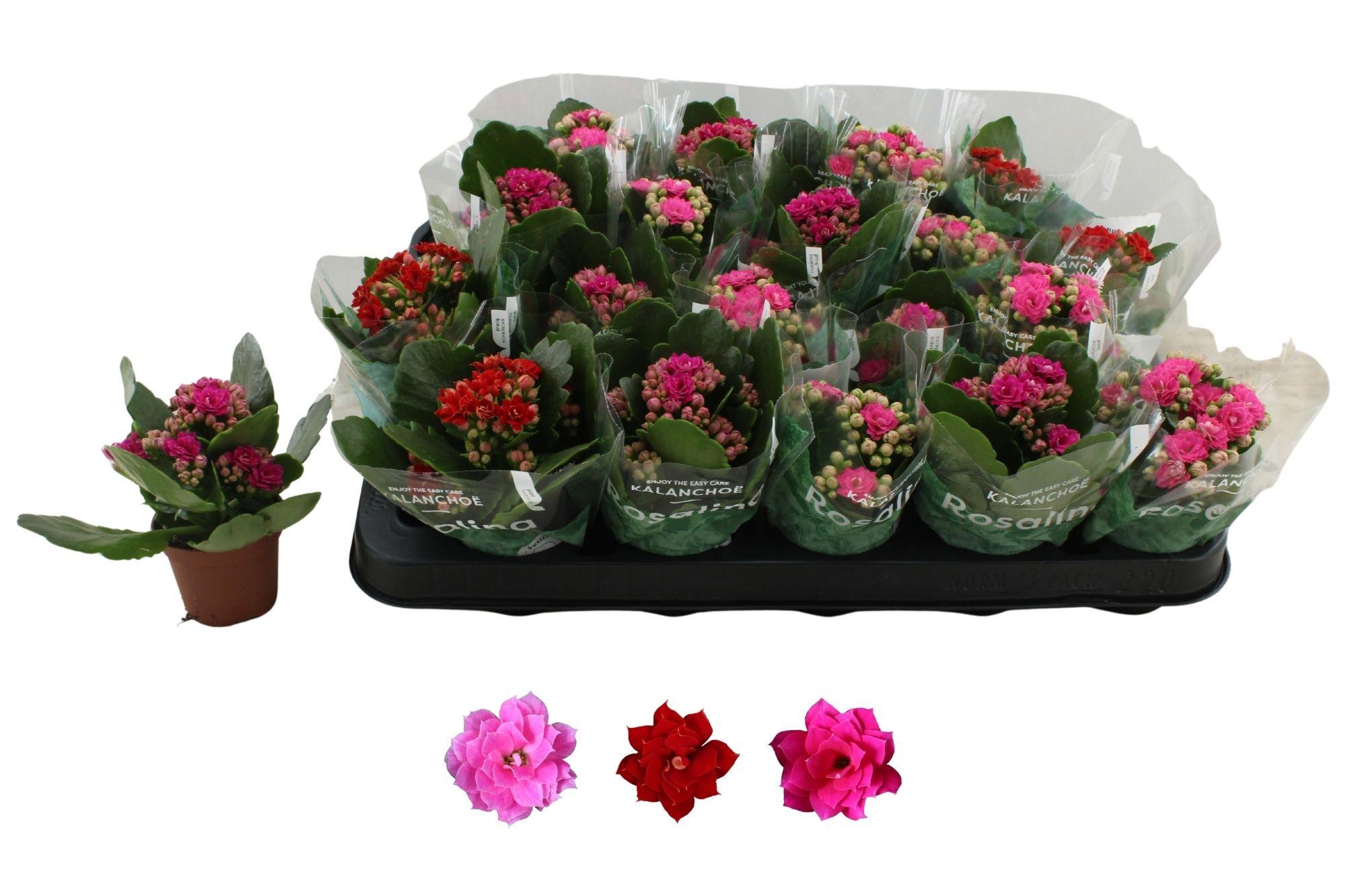 Горшечные цветы и растения оптом Kal Ge Ro Gem 3 Kl от 20шт (для телеги) из Голландии с доставкой по России