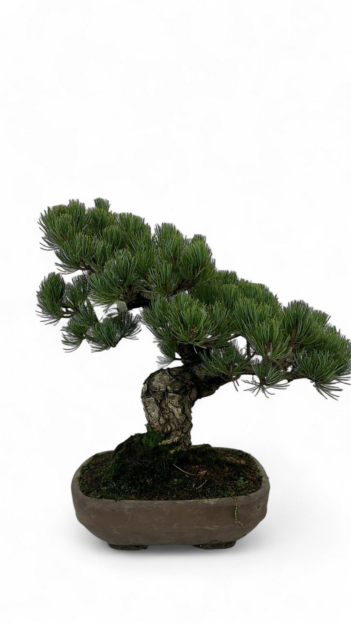 Горшечные цветы и растения оптом Pinus Parviflora, 24cm, Height 45cm. (single Item) от 1шт из Голландии с доставкой по России