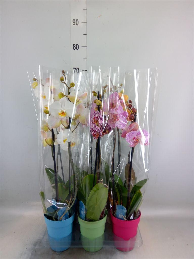 Горшечные цветы и растения оптом Phalaenopsis   ...mix  5 от 6шт из Голландии с доставкой по России