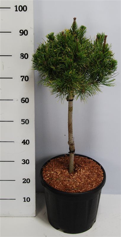 Горшечные цветы и растения оптом Pinus Mugo Carsten от 1шт из Голландии с доставкой по России