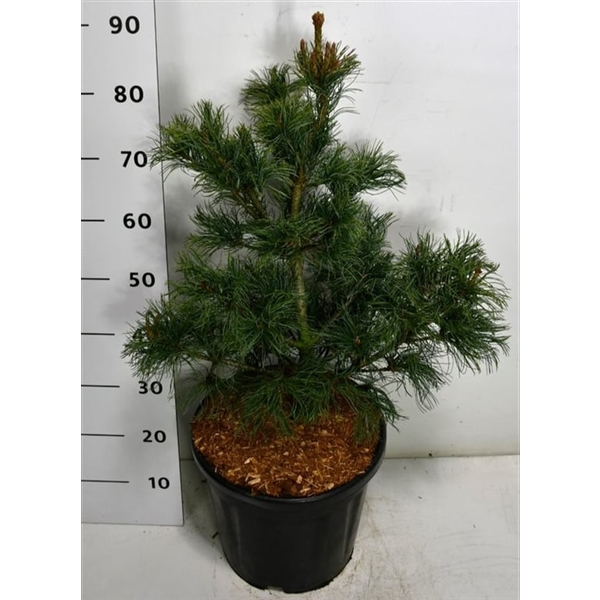 Горшечные цветы и растения оптом Pinus Parv Bonsai от 1шт из Голландии с доставкой по России