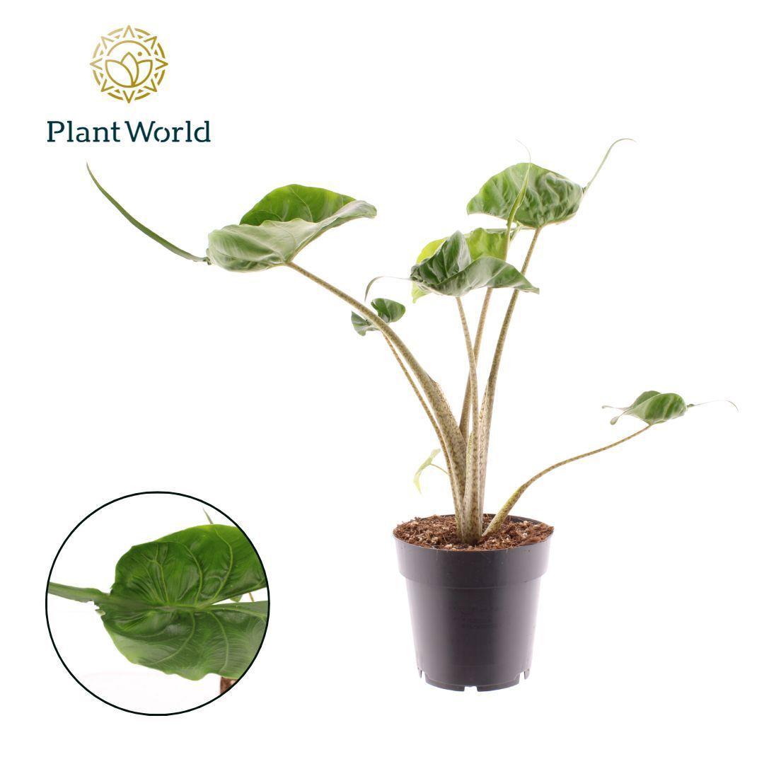 Горшечные цветы и растения оптом Alocasia Stingray от 7шт (для телеги) из Голландии с доставкой по России