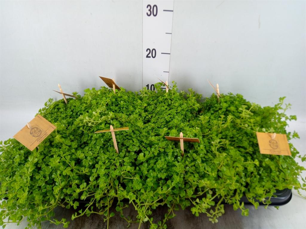 Горшечные цветы и растения оптом Pilea Depressa от 8шт из Голландии с доставкой по России
