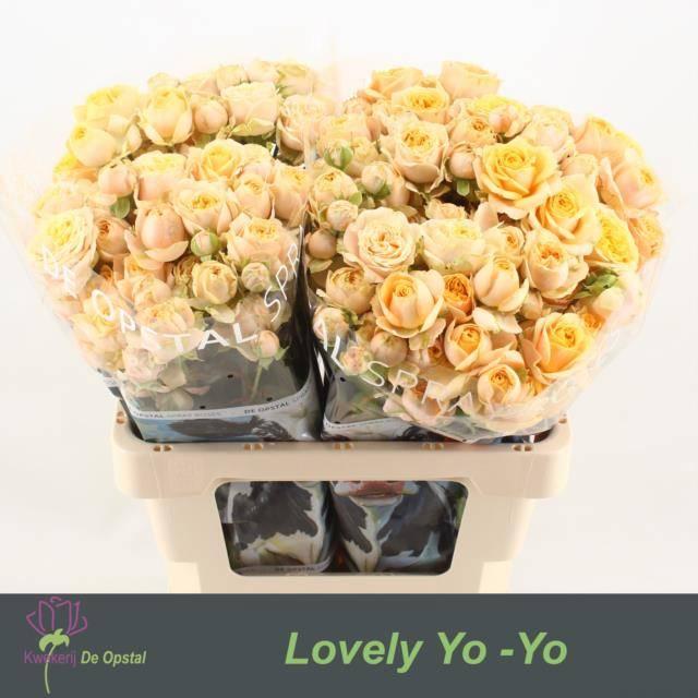 Срезанные цветы оптом Rosa spray lovely yo-yo от 20шт из Голландии с доставкой по России