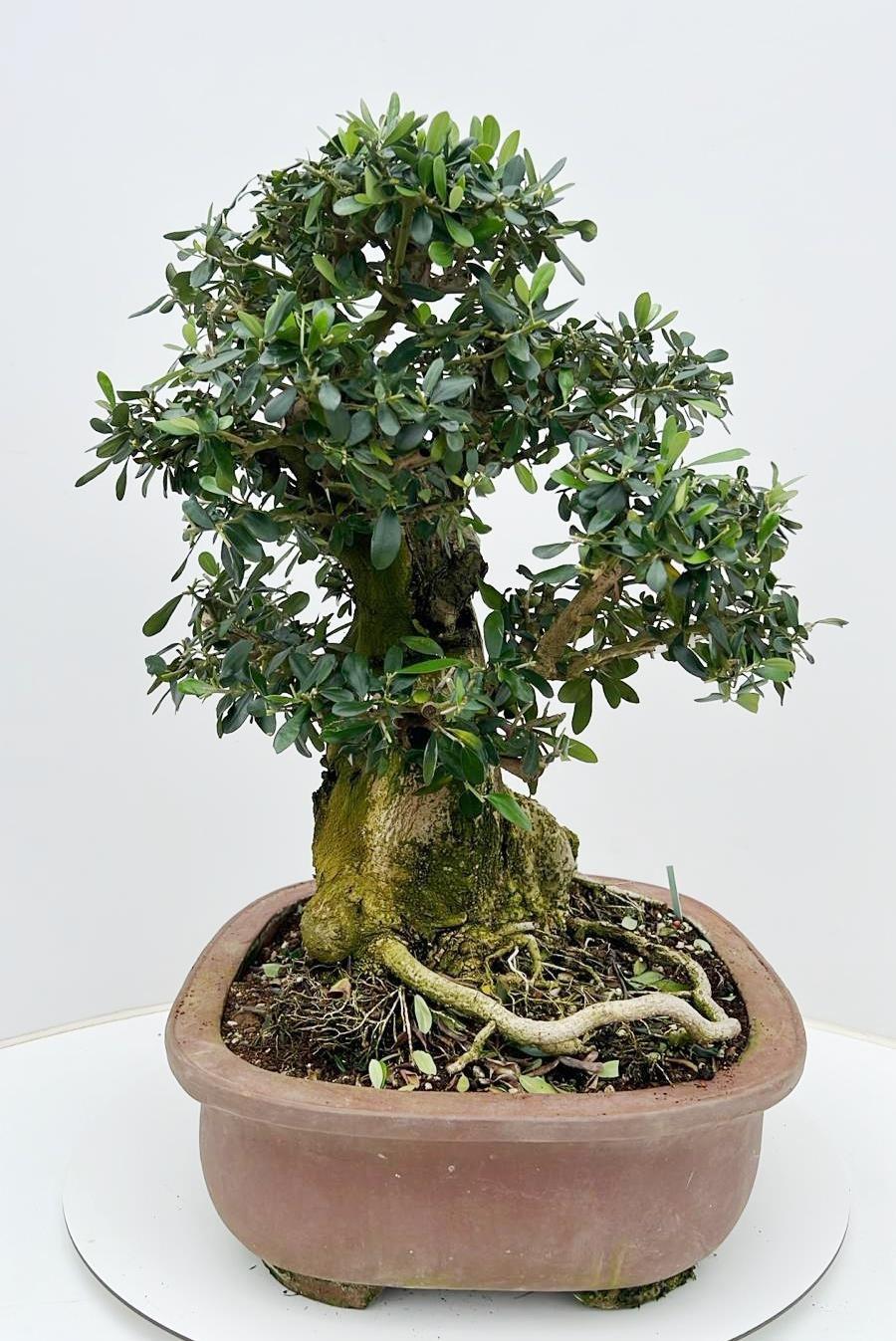Горшечные цветы и растения оптом Olea Europaea, Pot 44cm. Height 65cm. (single Item от 1шт из Голландии с доставкой по России