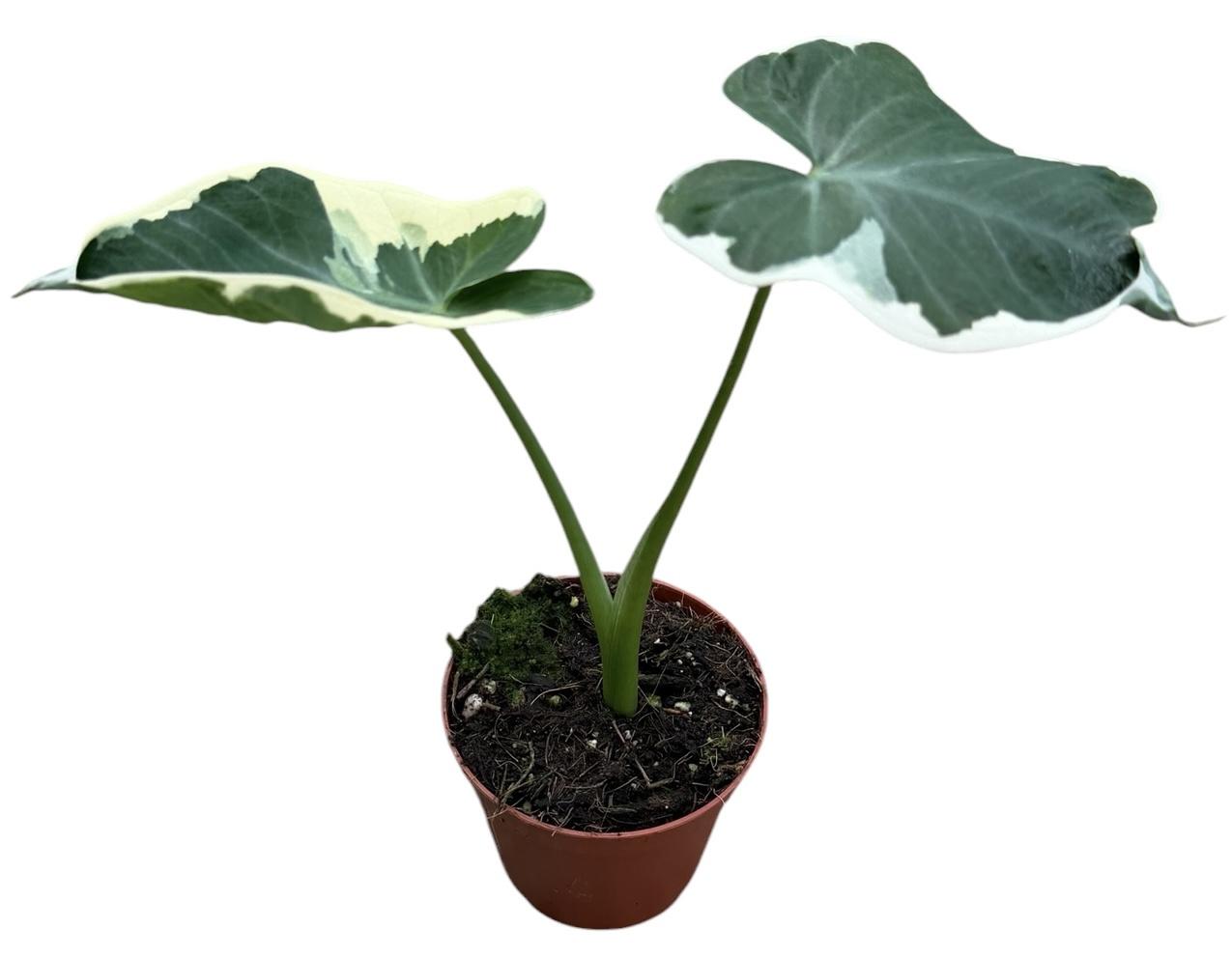 Горшечные цветы и растения оптом Alocasia Mickey Mouse от 1шт (для телеги) из Голландии с доставкой по России