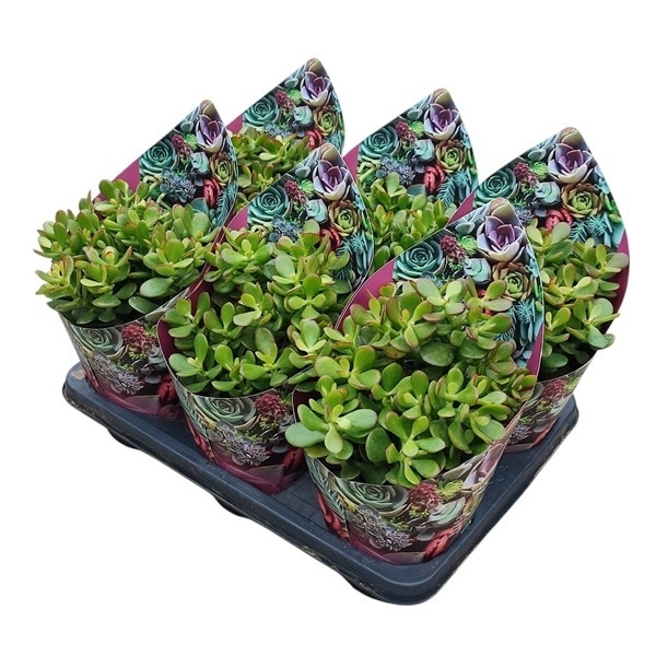 Горшечные цветы и растения оптом Crassula Portulacea Mini - Pot Ø 14 With Potcover от 6шт из Голландии с доставкой по России