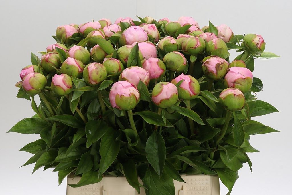 Срезанные цветы оптом Paeonia angel cheeks от 50шт из Голландии с доставкой по России