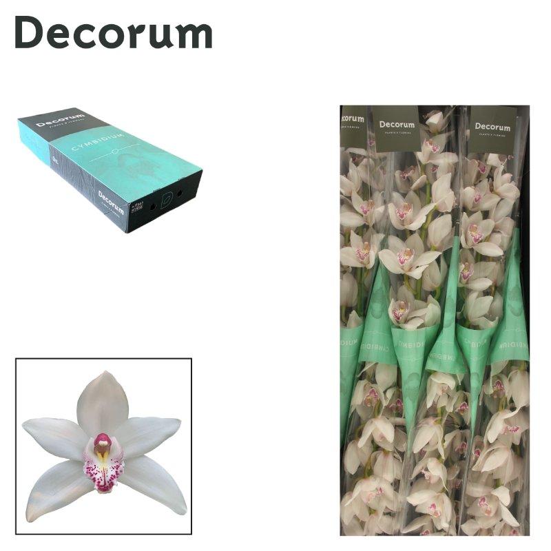Срезанные цветы оптом Cymbidium white queen sophie от 8шт. из Голландии с доставкой по России