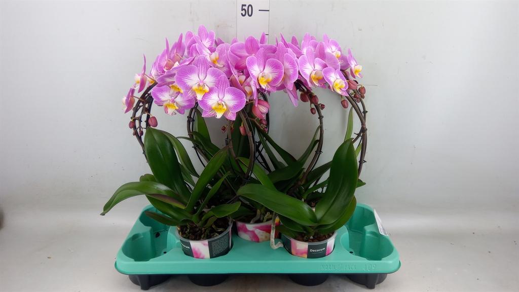 Горшечные цветы и растения оптом Phalaenopsis   ... от 5шт из Голландии с доставкой по России