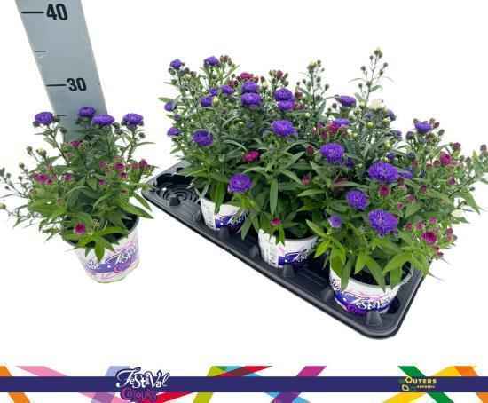 Горшечные цветы и растения оптом Aster Showm Gem от 8шт из Голландии с доставкой по России