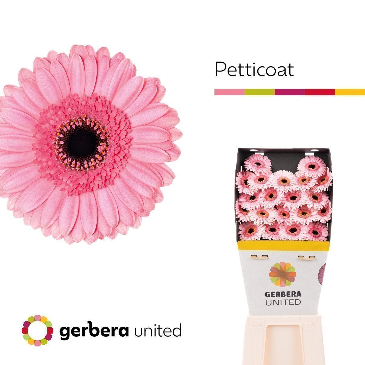Срезанные цветы оптом Germini diamond petticoat от 80шт из Голландии с доставкой по России