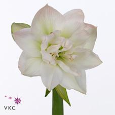 Срезанные цветы оптом Hippeastrum double arctic nymph от 10шт из Голландии с доставкой по России