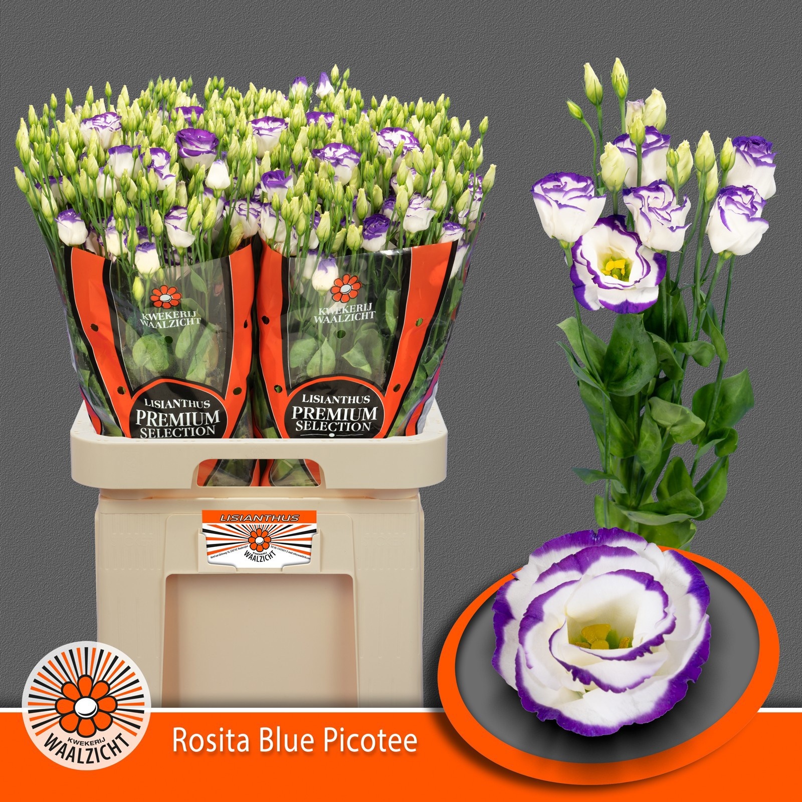 Срезанные цветы оптом Lisianthus do rosita blue picotee от 20шт из Голландии с доставкой по России