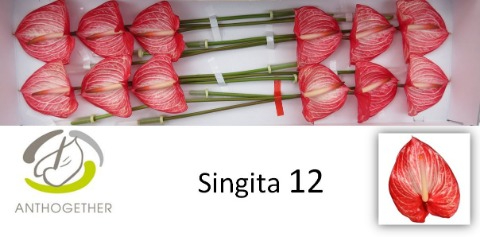 Срезанные цветы оптом Anthurium singita от 12шт из Голландии с доставкой по России