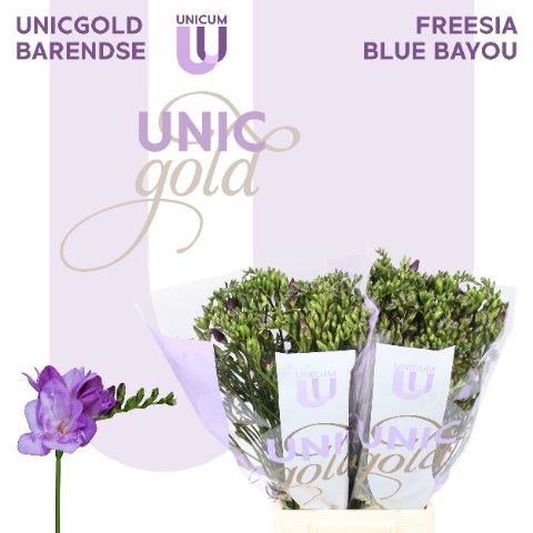 Срезанные цветы оптом Freesia do blue bayou от 50шт из Голландии с доставкой по России