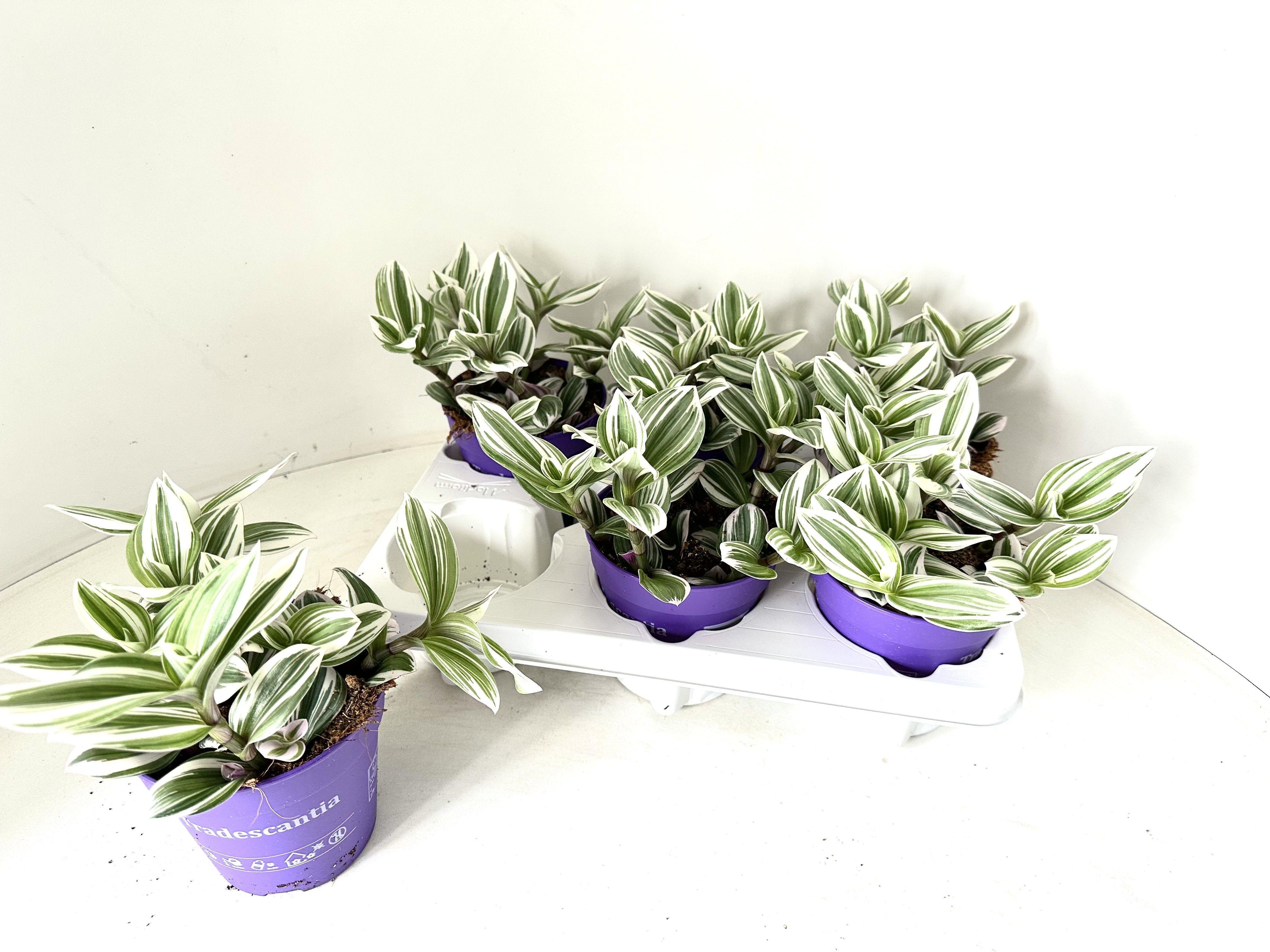 Горшечные цветы и растения оптом Trad Ov от 6шт из Голландии с доставкой по России