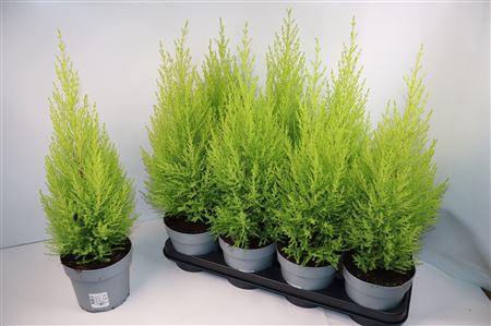 Горшечные цветы и растения оптом Cupressus Wilma Klok P14 65>70 от 8шт из Голландии с доставкой по России