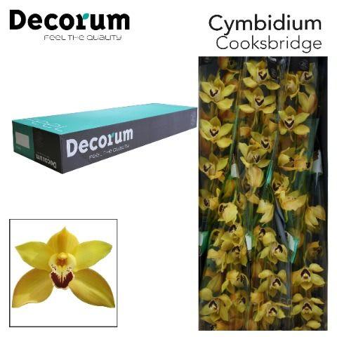 Срезанные цветы оптом Cymbidium yellow cookbridge от 6шт. из Голландии с доставкой по России