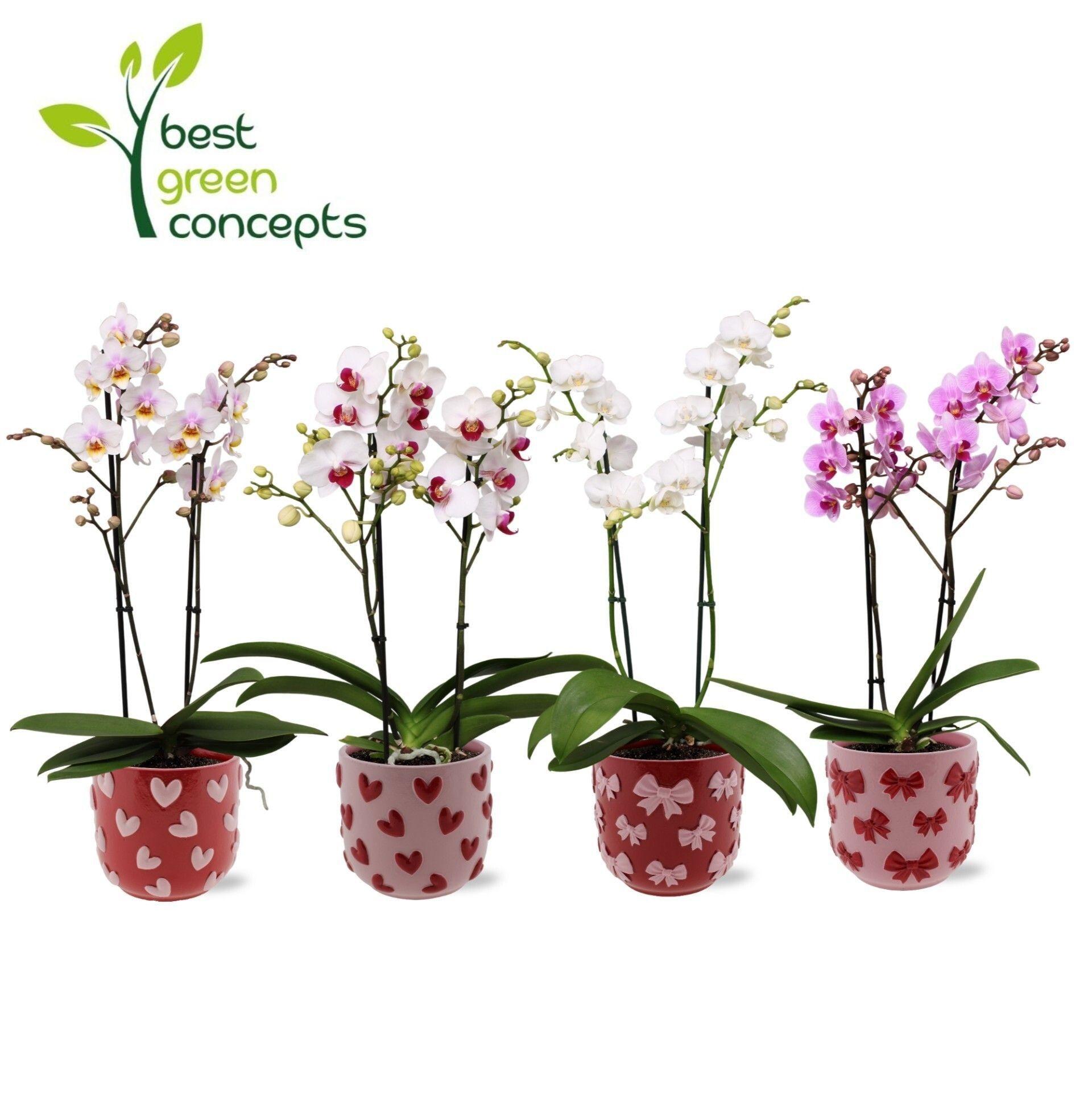 Горшечные цветы и растения оптом Phal Mf Ov от 5шт из Голландии с доставкой по России