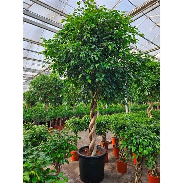 Горшечные цветы и растения оптом Ficus Be Exotica Double Spiral Stem от 1шт из Голландии с доставкой по России