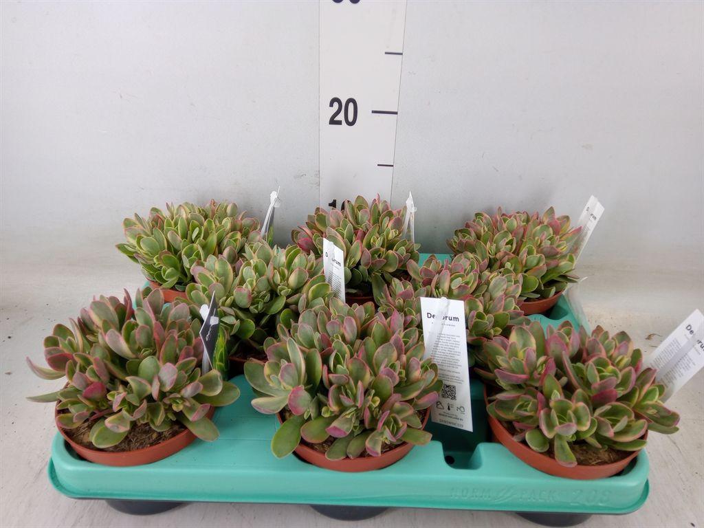 Горшечные цветы и растения оптом Crassula   ... от 8шт из Голландии с доставкой по России