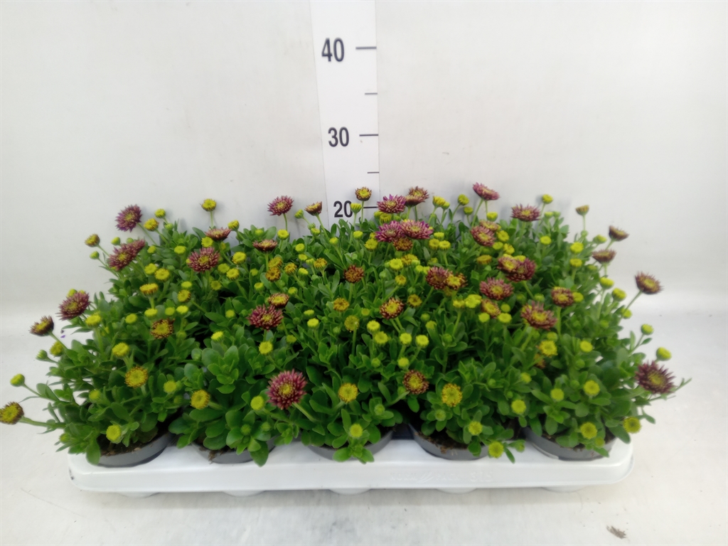 Горшечные цветы и растения оптом Osteospermum   ... от 15шт из Голландии с доставкой по России